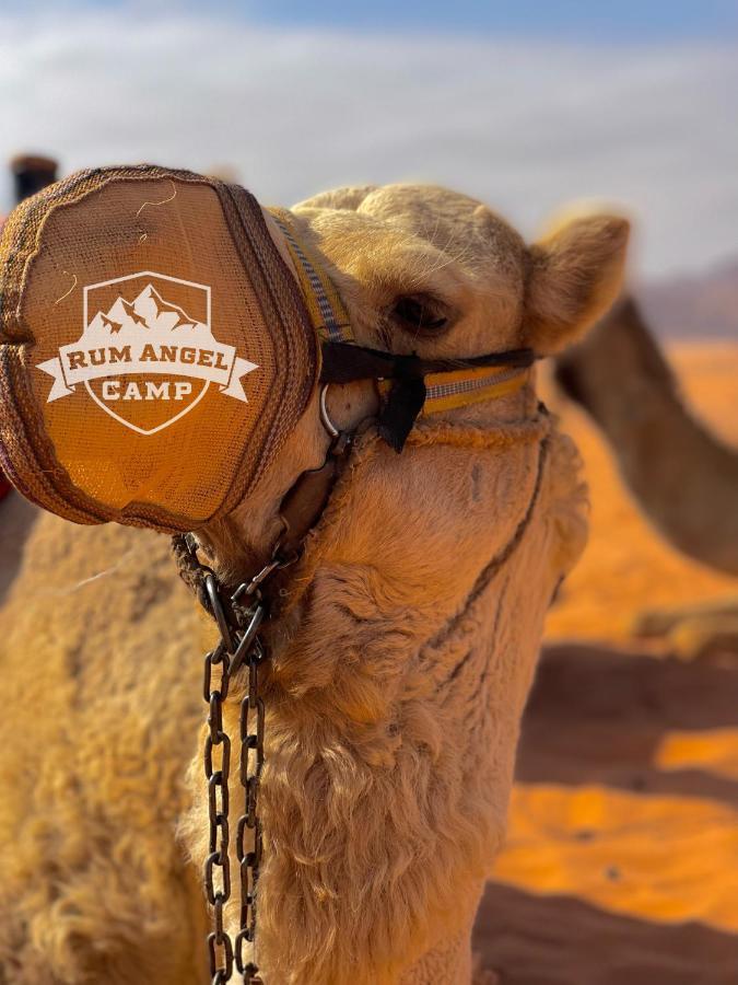 Rum Angel Camp Wadi Rum Exteriér fotografie